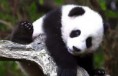 /album/fotogaleria/panda-cayendose-jpg/
